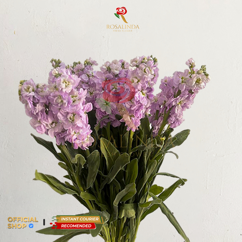 Bunga Import Mathiola Light Purple / Bunga Potong Segar