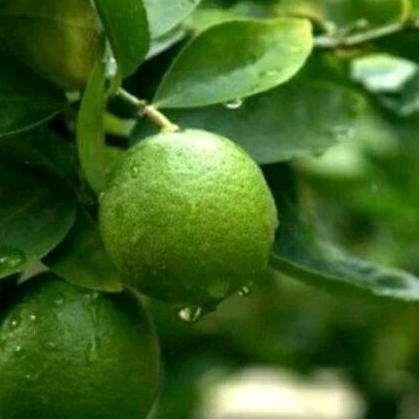 Bibit cangkok Jeruk Nipis cepat berbuah