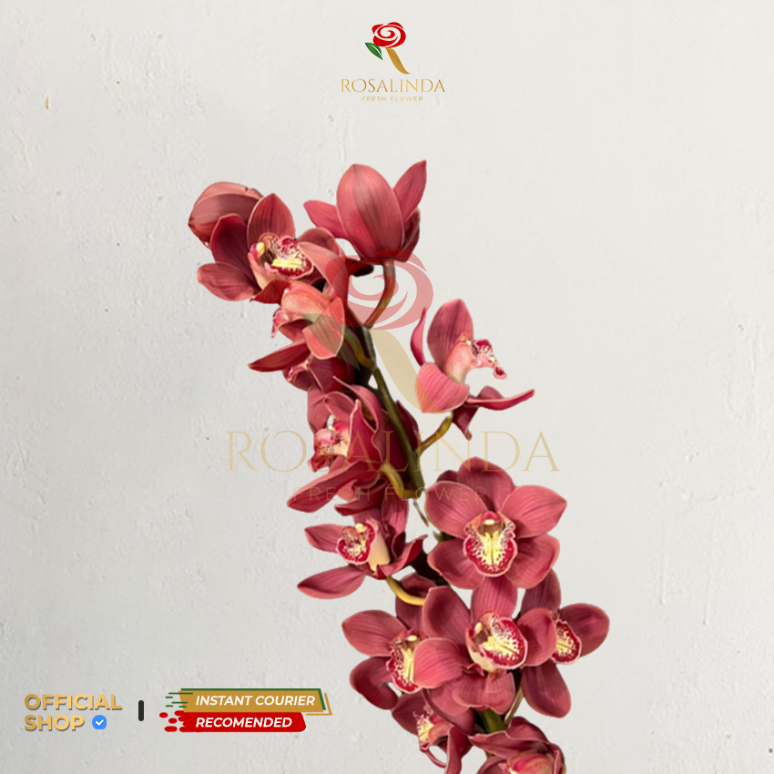Bunga Import Cymbidium Red / Bunga Potong Segar