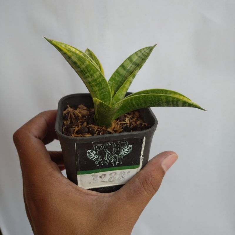 sansevieria marsha anjani variegata