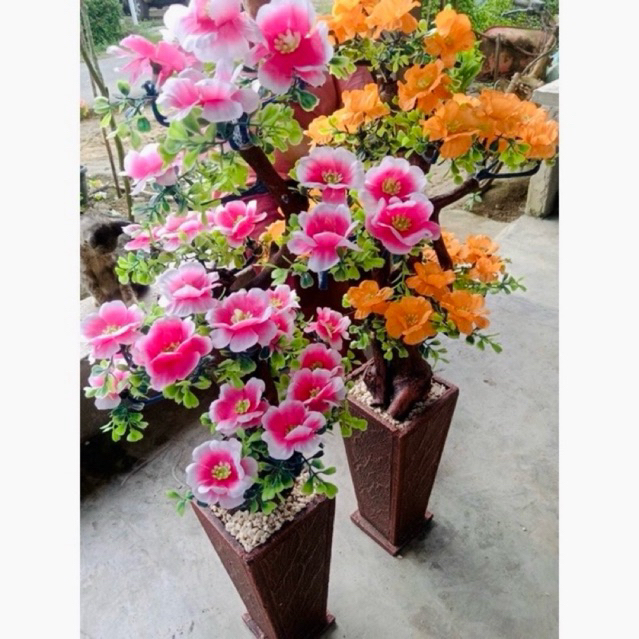 Pohon bunga Sakura cherrry blossom hawai, sakura, bambu dengan pot lengkap bebatuan mewah