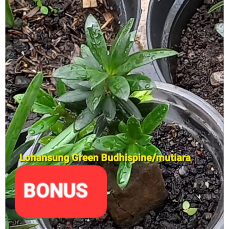 Lohansung twister original