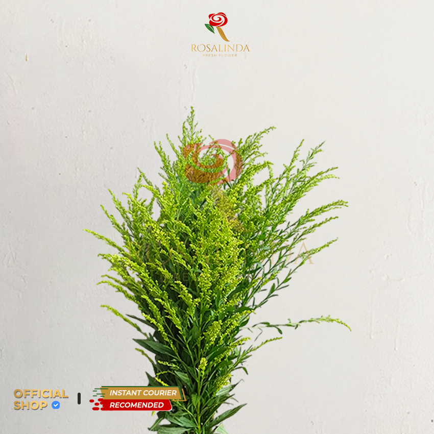 Bunga Solidago / Bunga Potong Segar