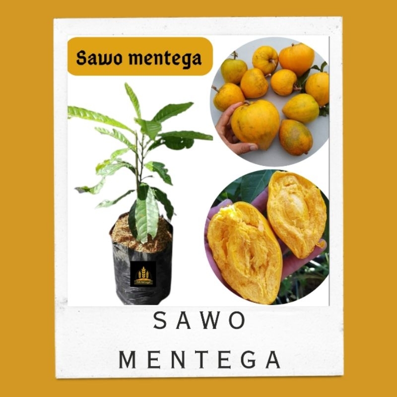 Bibit sawo mentega sawo alkesa • Bibit sawo mentega Bella bibit