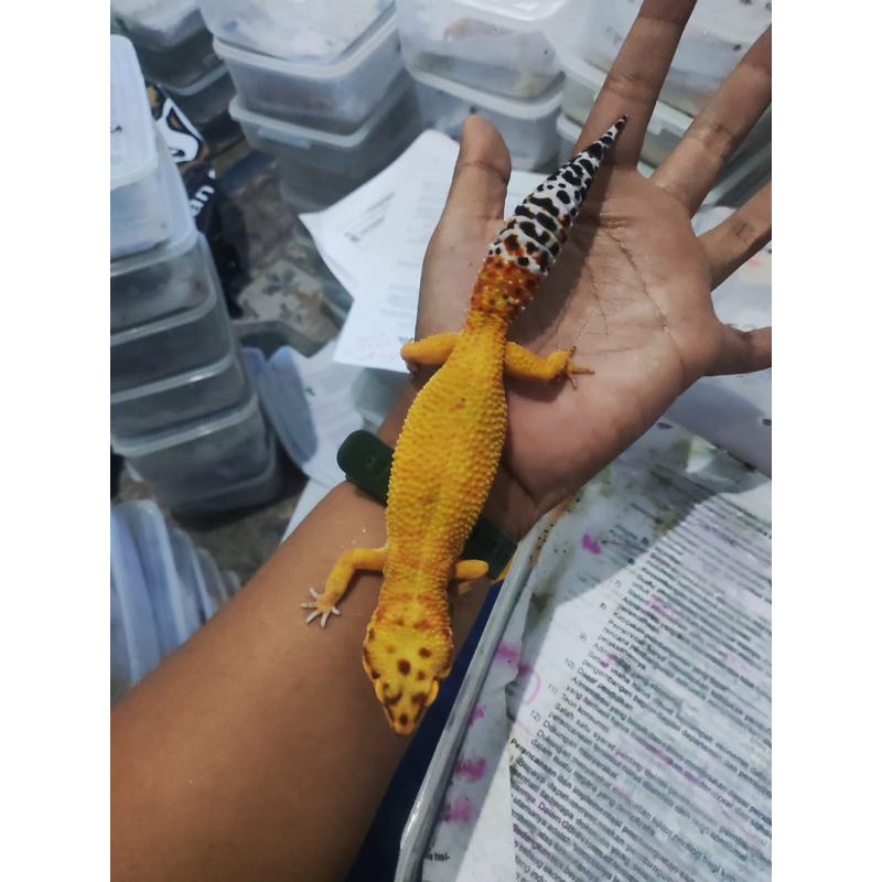 Boneka Gecko Dewasa