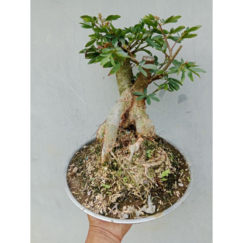 bonsai kaliandra surinamensis