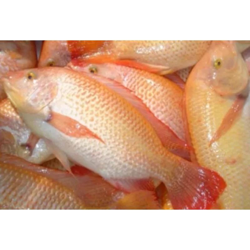 

Ikan nila segar 500gram