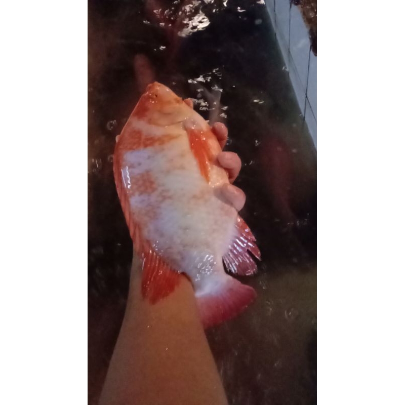 

ikan nila merah segar