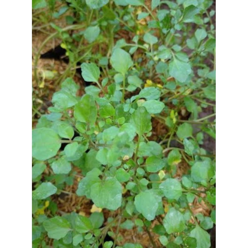 bibit selada air 100 gram