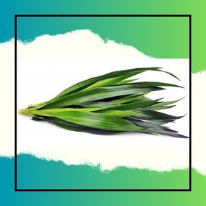 

Daun Suji Segar || Pusat Hasil Bumi