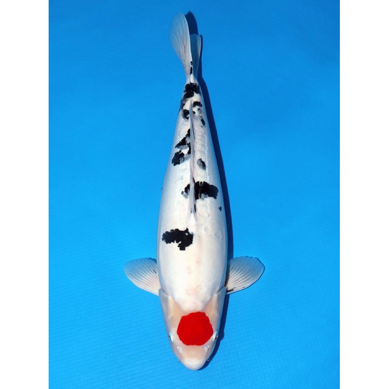 KOI SHIRO TANCHO SIZE 20-25CM SUPER CANTIK BLITAR
