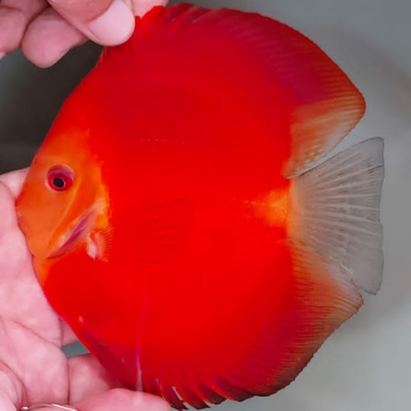Styrofoam Discus red melon, RM grade A full HB
