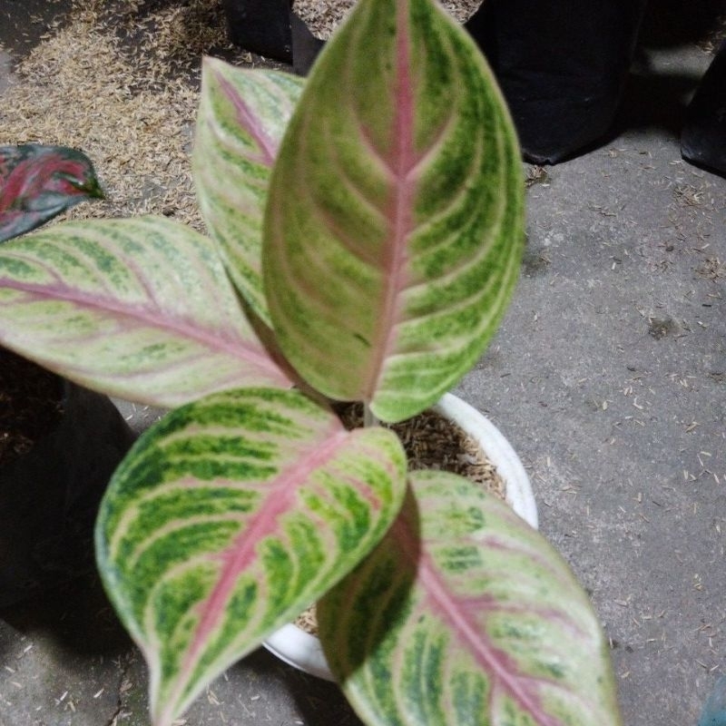 aglonema red panama