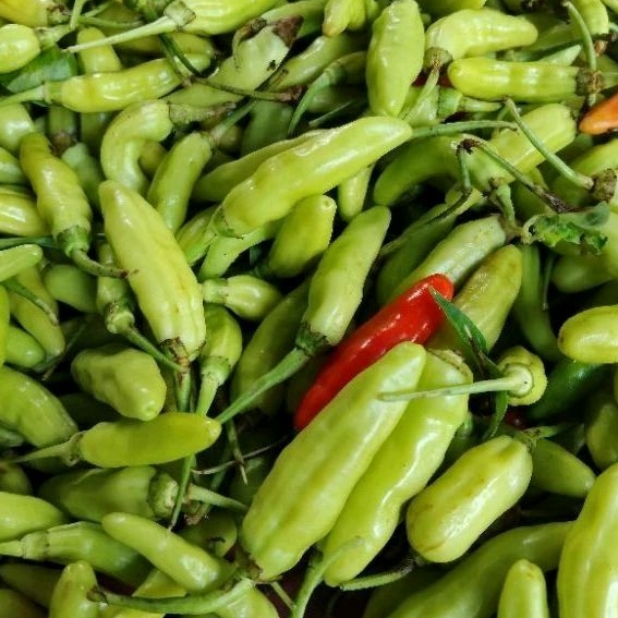 

Cabai Rawit Putih (Capsicum frutescens)