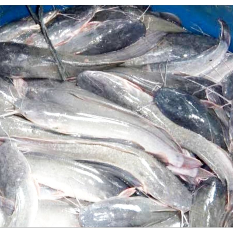 

Ikan Lele Konsumsi (Jakarta Timur)