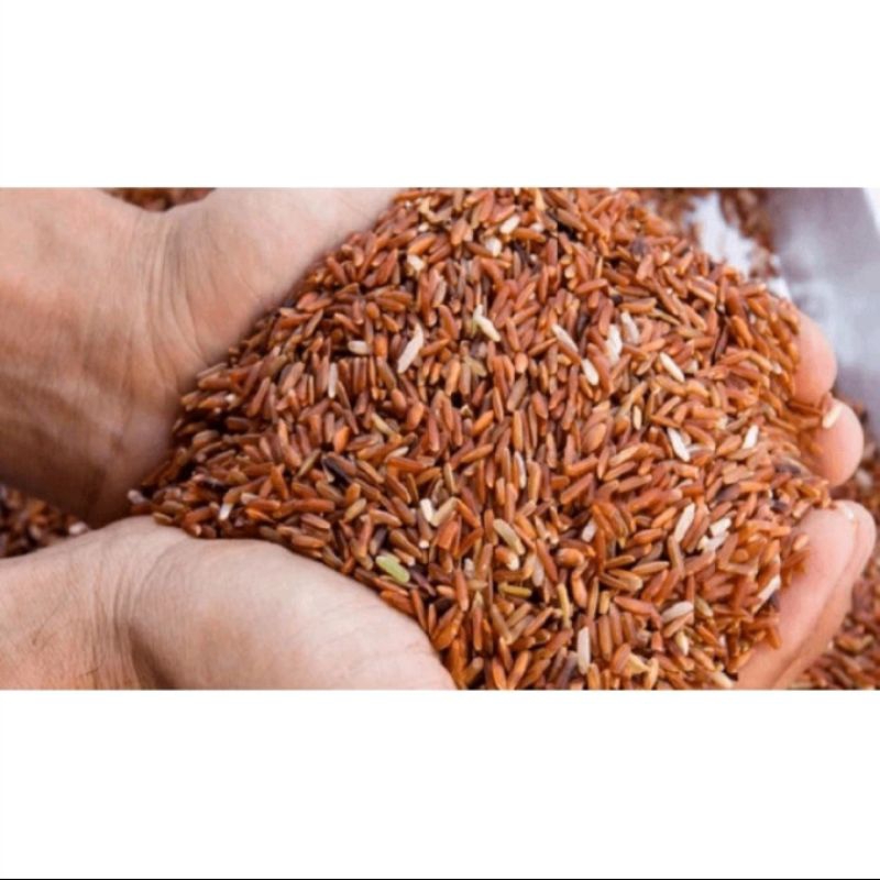 Beras Merah Pakan Burung Ayam Bangkok