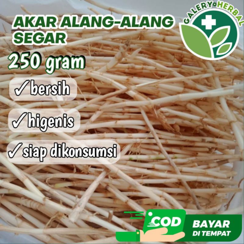 

Akar Alang-alang Segar Ekonomis (250GR) Siap Konsumsi