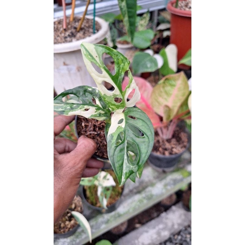 MONSTERA ADANSONII VARIGATA PUTIH