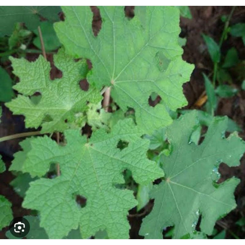 

Daun Pulutan Segar 500 Gram Fresh Obat Herbal Tradisional Termurah