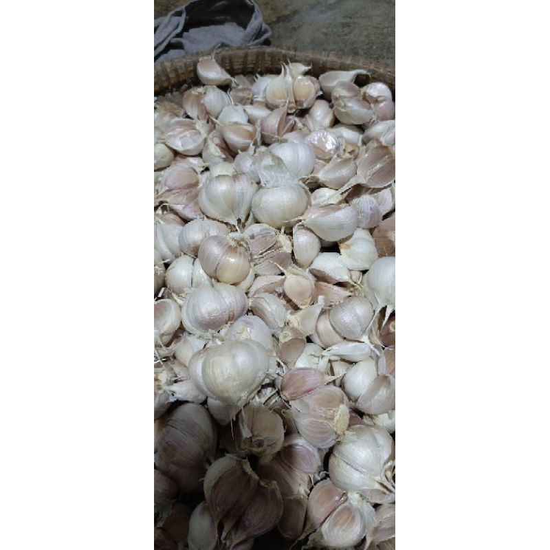 

Bawang putih super