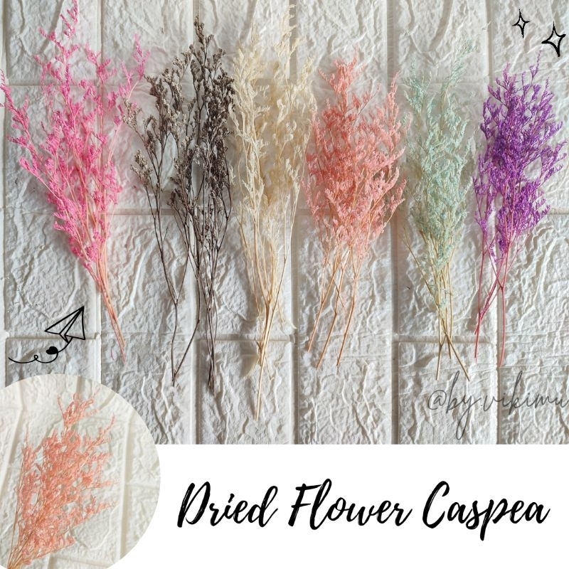 Dried Flower Caspea 3-4gr / Bunga dekorasi mahar bucket hantaran / preserved flower / bunga kering /
