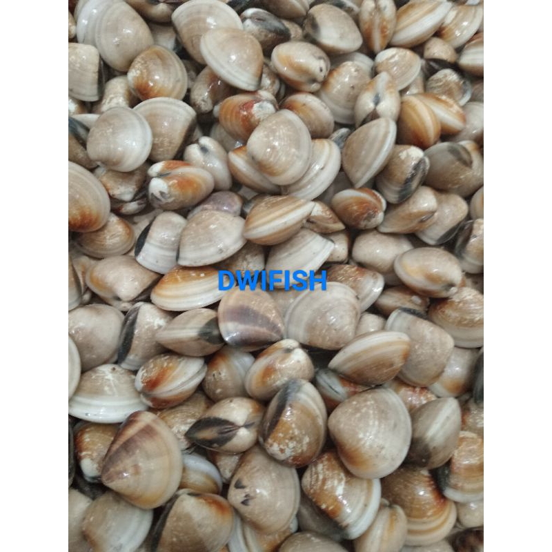 

Kerang Tahu Segar Frozen 1kg