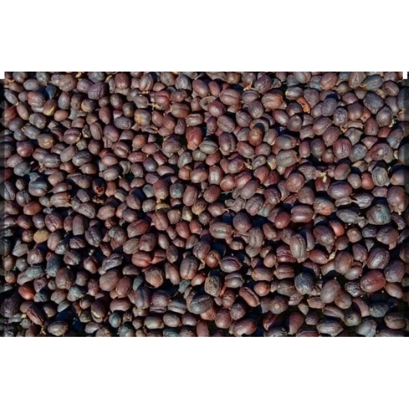 

Biji kopi Arjuna kering+kulit 1kg