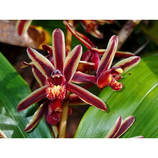 Bunga Anggrek Tanah Cymbidium aussie Aloifolium Dewasa  Tanaman hias koleksi langka Bicolor