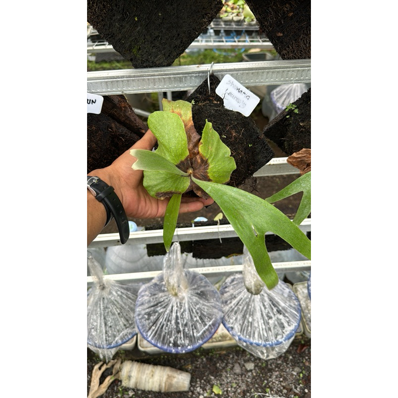 platycerium stemaria laurenty