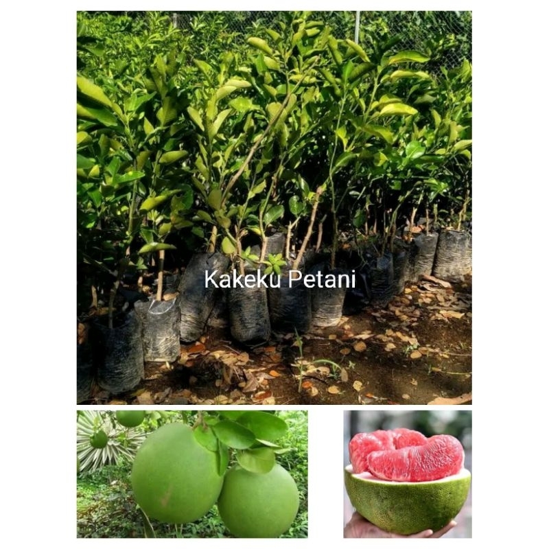 BIBIT JERUK BALI/PAMELO MADU OKULASI