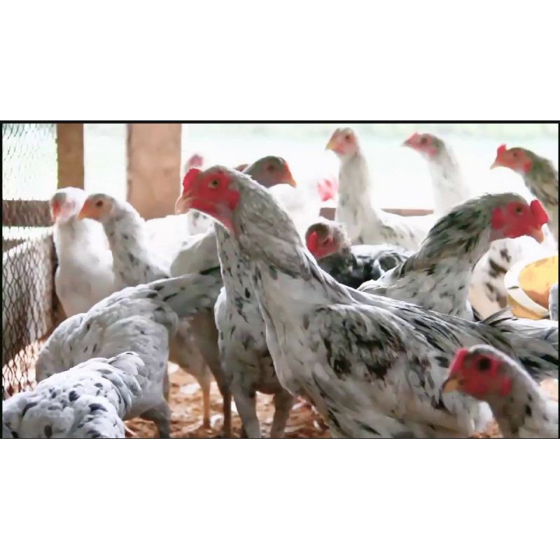 

PROMO!! TELUR AYAM SENSI PS UNTUK DI TETASKAN