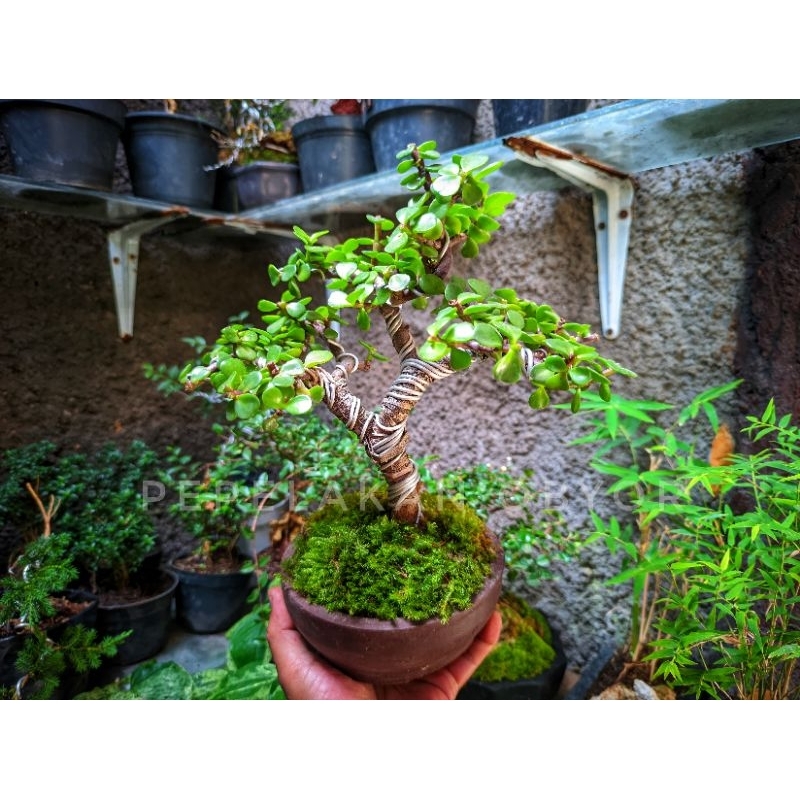 Bonsai Mini shito bonsai mame Portulacaria Afra Dwarp Jade micro Sudah berkarakter REALPICT SIAP PAJ