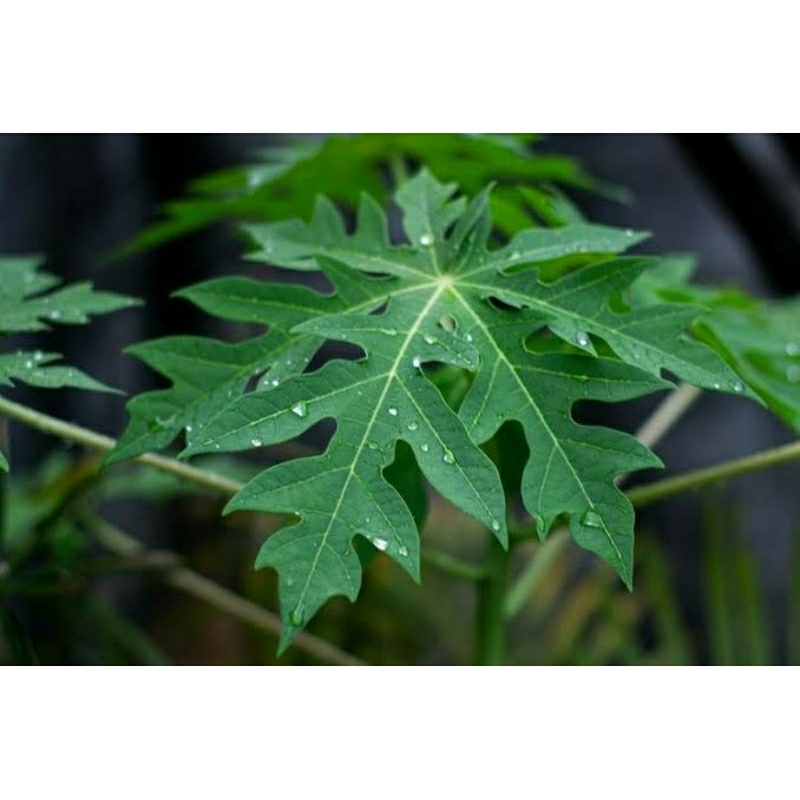 

Daun pepaya segar per lembar