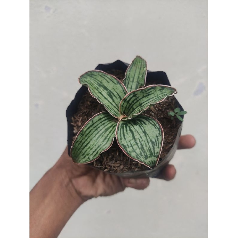 Sansevieria Cleopatra