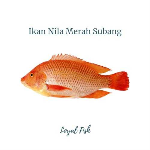 

Ikan Nila Merah Subang ukuran 1,2,3,4,5