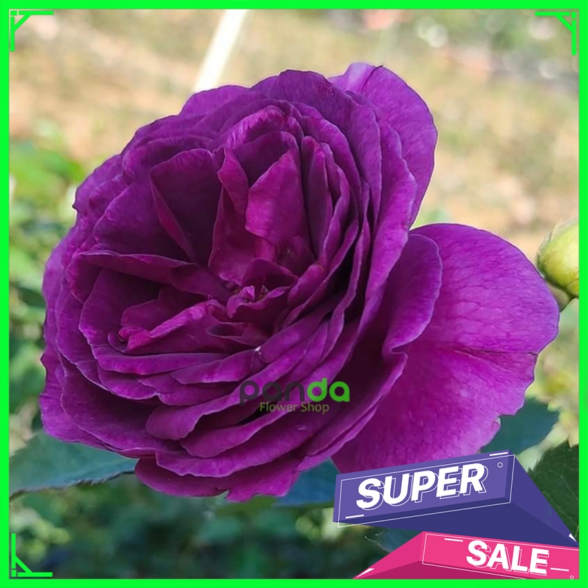 Mawar Import Minerva - Mawar Wangi