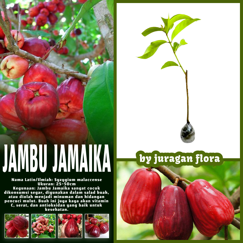 BIBIT TANAMAN JAMBU JAMAIKA OKULASI BESAR MANIS CEPAT BERBUAH / POHON JAMBU JAMAIKA / BIBIT JAMBU JA