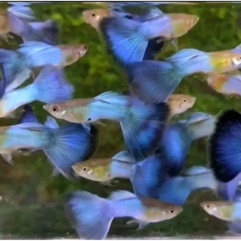 Hiasan Aquarium Singa Blue Tail