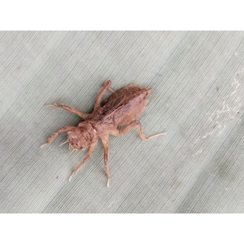 larva capung/otel-otel/unil  50 ekor