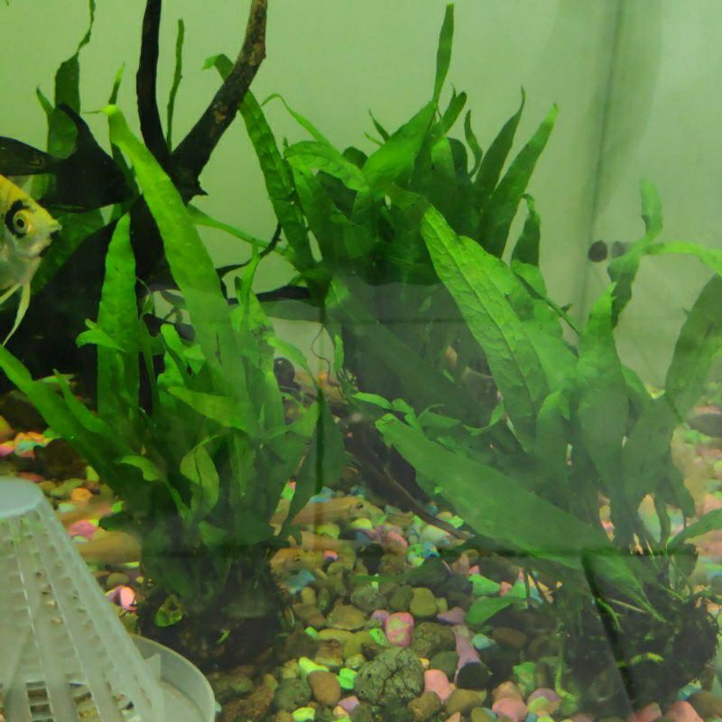 Java Fern Kadaka Medium Media Wabikusa Tanaman Aquascape