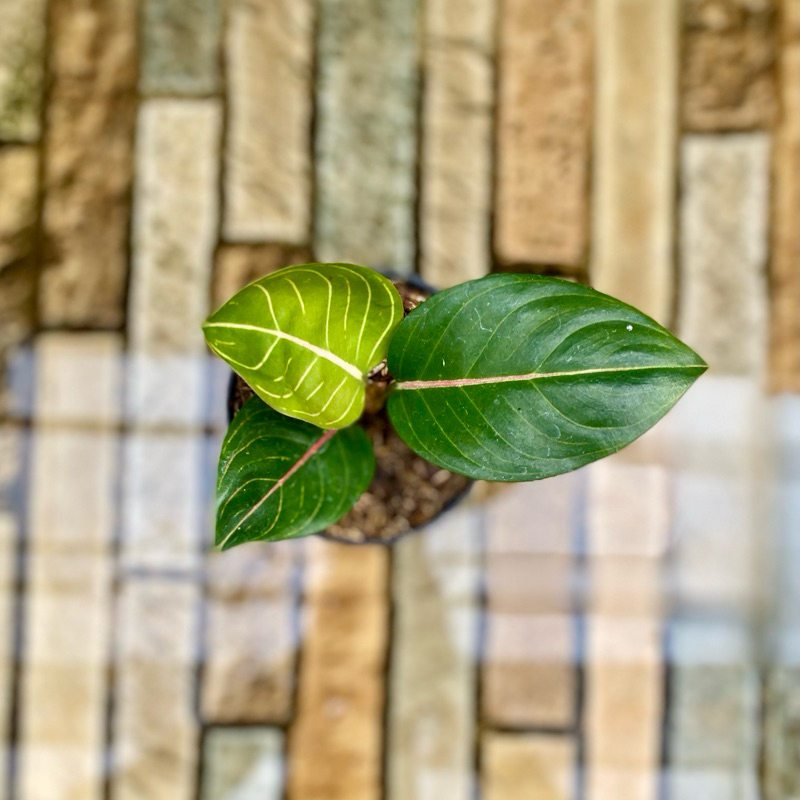 Aglaonema Black Moonlight