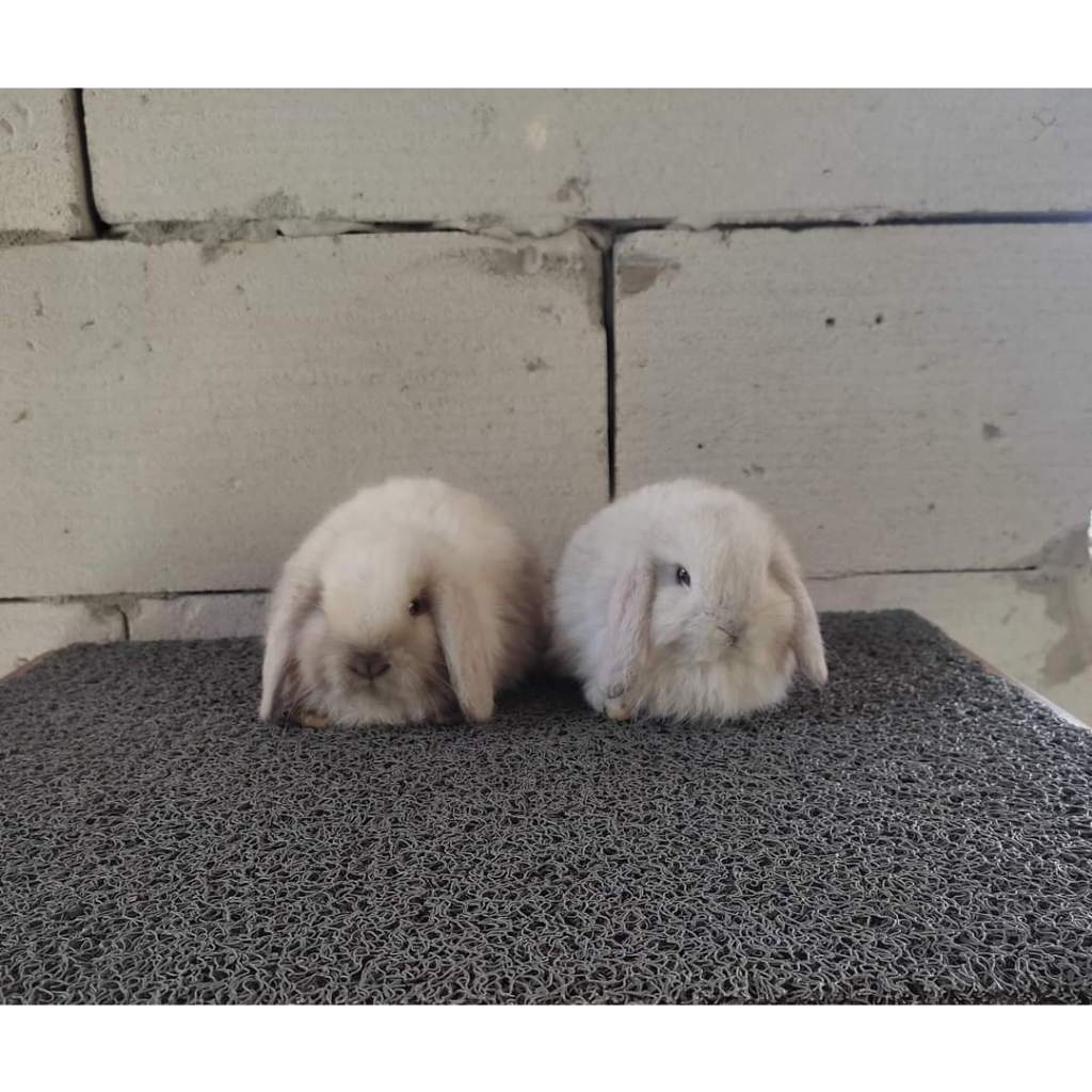 Sepasang Anakan Kelinci Rabbit Bunny HollandLop Bonus Free Gratis Pakan