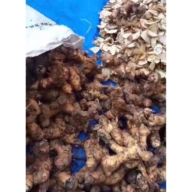 

Lengkuas Laos Fresh Utuh Langsung dari petani Lengkuas 100% Fresh