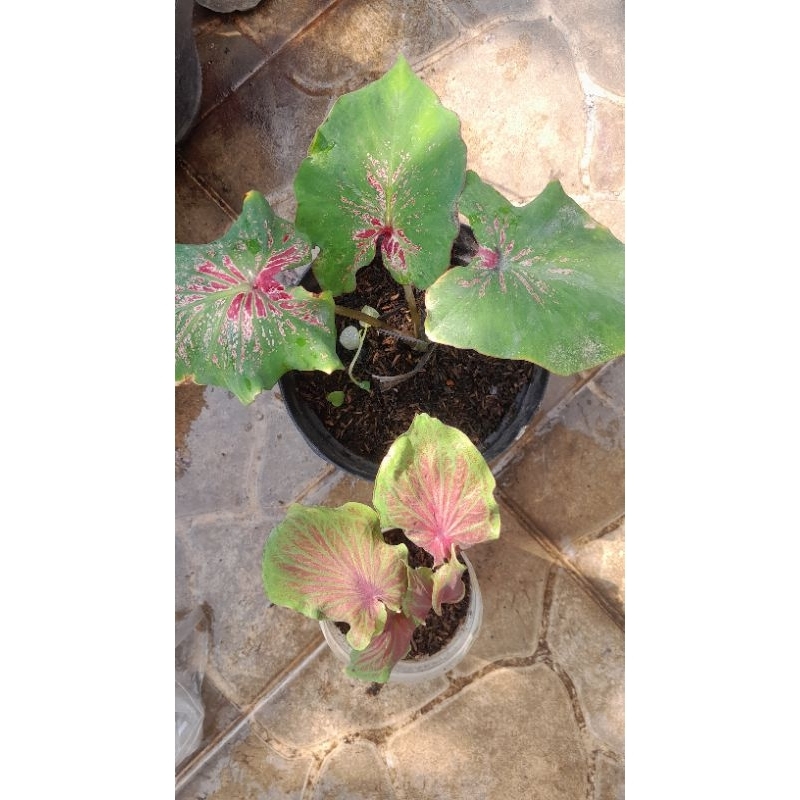 Tanaman Caladium paket Batik wings, gending sriwijaya