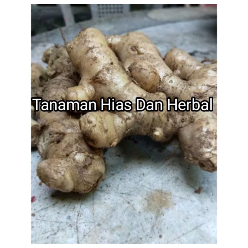 

KUNYIT PUTIH ORGANIK 1KG