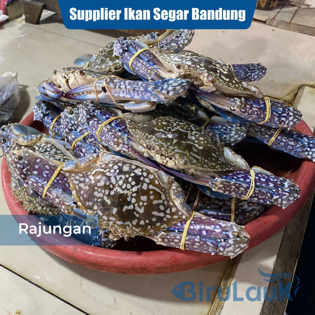 

KEPITING RAJUNGAN SEGAR BANDUNG