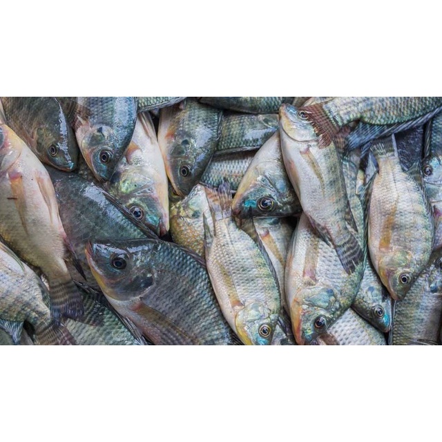 

IKAN MUAJER SEGAR BANDUNG