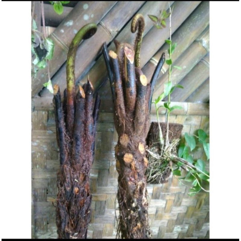 Tanaman Pakis / Bibit Benih Pakis Paku Tiang / Pakis Andam / Pakis Handam Jumbo Peneduh / Pakis Mony