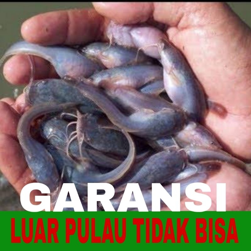 bibit lele Mutiara isi 50