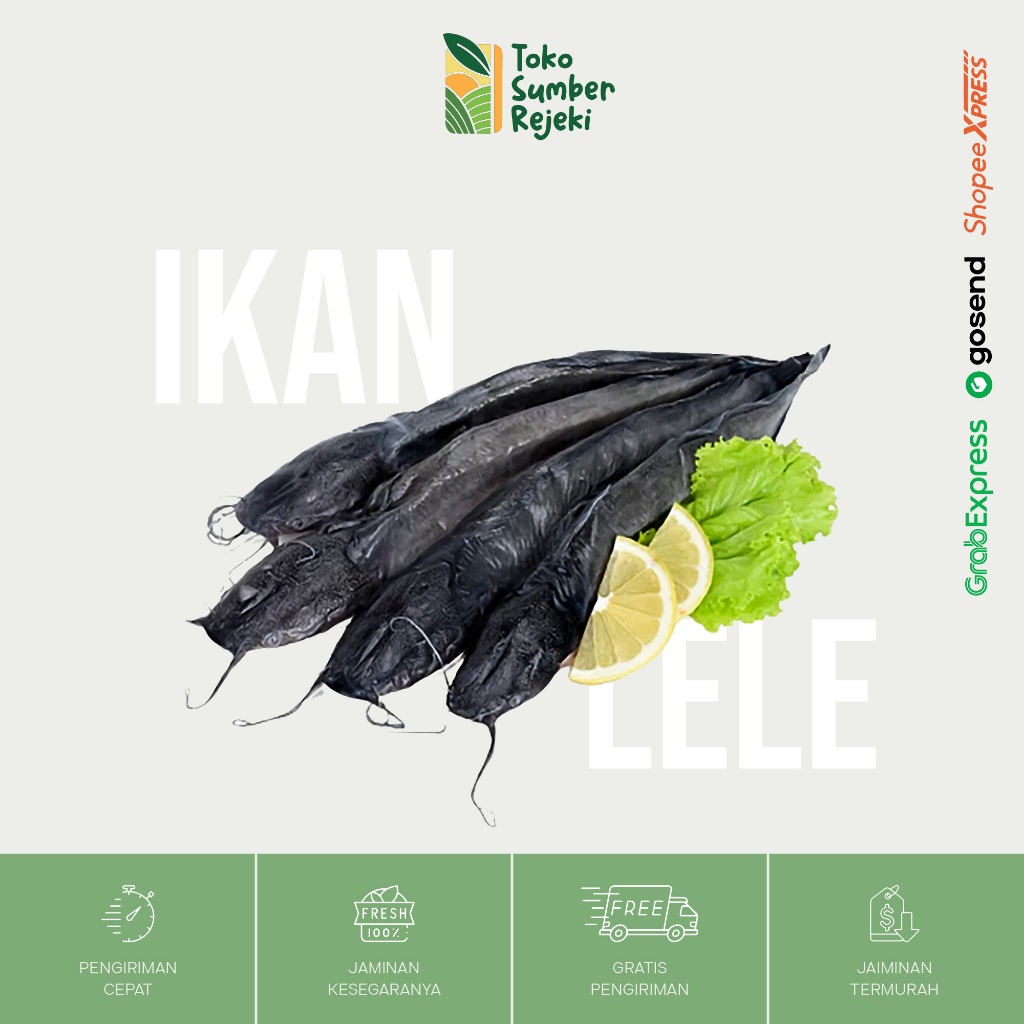 

Ikan Lele Segar - Toko Sumber Rejeki Yogyakarta